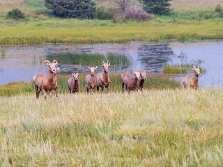 A heard of bighorn sheep running across the field with a beautiful marsh in the background.
