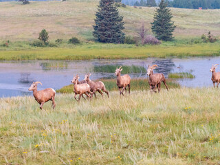 A heard of bighorn sheep running across the field with a beautiful marsh in the background.