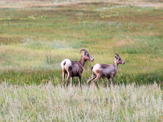 Bighorn sheep duo standing alert in a grassy meadow.