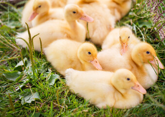cute little ducklings outdoors on green grass