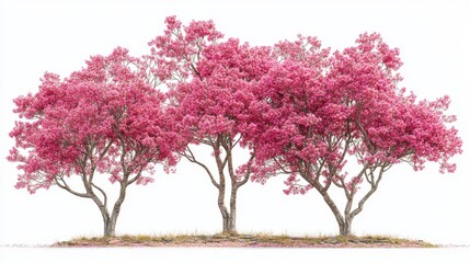 Obraz premium A nature scene design element with pink trees and spring blossoms, set against a white background