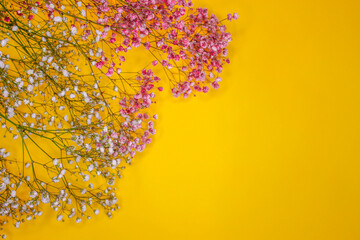 Beautiful pink and white gypsophila twigs on the bright yellow background. Beautiful floral...