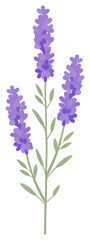 Fototapeta premium PNG Lavender botanical illustration on white