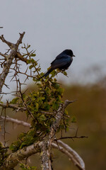 South Africa