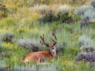 A large male mule deer beds down on a grassy hillside of wildflowers.