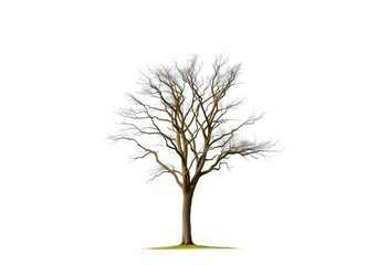 Single, majestic tree stands alone against a pure white backdrop, foliage, element