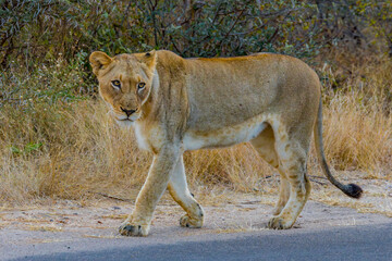 South African Lion