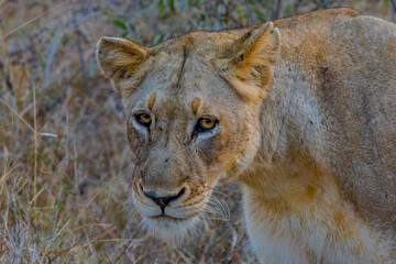 South African Lion