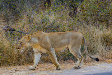 South African Lion