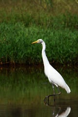 Graceful white egret wading in a serene pond.