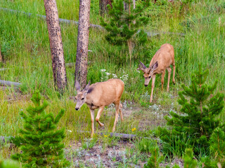 Mule deer buck walking through the forest in the Rocky Mountains.
