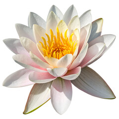 pink water lily