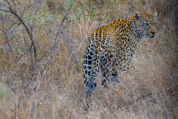 South Africa, Leopard