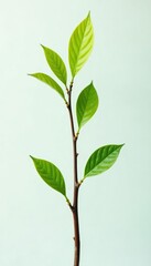 Fototapeta premium Short and thin isolated branch with leafy top, twigs, twiggy