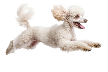 White poodle leaps joyfully through the air with its tail wagging in a bright environment,cut out 