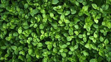 Obraz premium Fresh green leaves covering the ground in a sunny garden setting