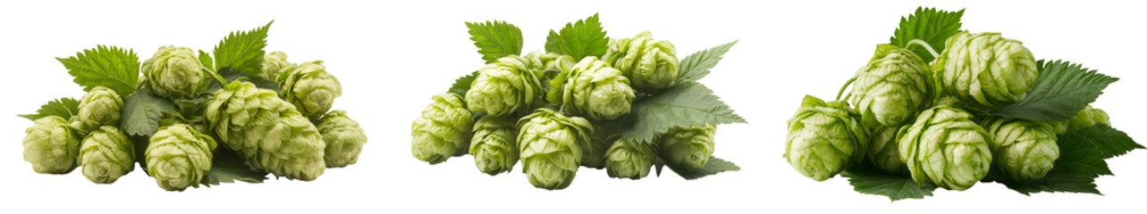 Fototapeta premium On a white background, green hop cones and leaves are isolated