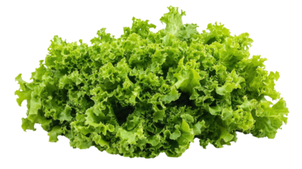 Fresh green lettuce pile ready for salads and healthy meals in a vibrant kitchen environment