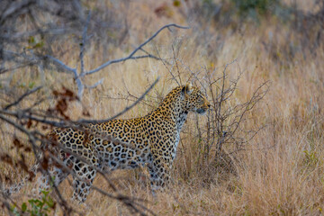 South Africa, Leopard