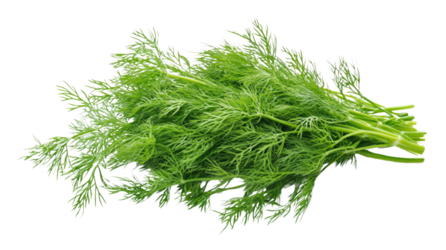 Fresh dill herb arranged on a white background ready for culinary use and flavor enhancement in various dishes