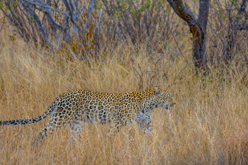 South Africa, Leopard