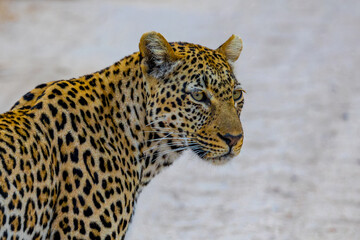 South Africa, Leopard