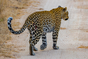 South Africa, Leopard