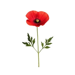 Obraz premium Vibrant red poppy flower with green leaves
