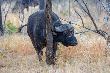 Fototapeta premium South Africa, Cape Buffalo