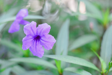 Purple flowers on a natural background