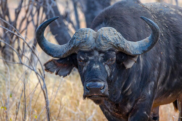South Africa, Cape Buffalo