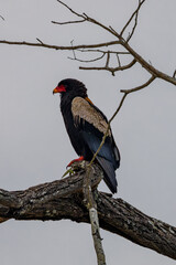 South Africa, bateleur eagle