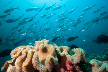 Beautiful coral reef and school of fish. Tropical sea.