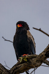 South Africa, bateleur eagle