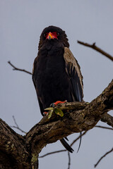 South Africa, bateleur eagle