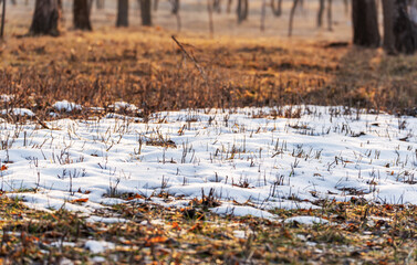 A spring landscape - there is some snow left in a sunny clearing, it has melted in other places, and old fallen leaves lie on the damp ground.