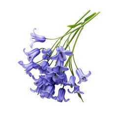 Beautiful bluebell flowers in a delicate arrangement