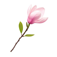 Obraz premium Delicate pink magnolia flower on a transparent background