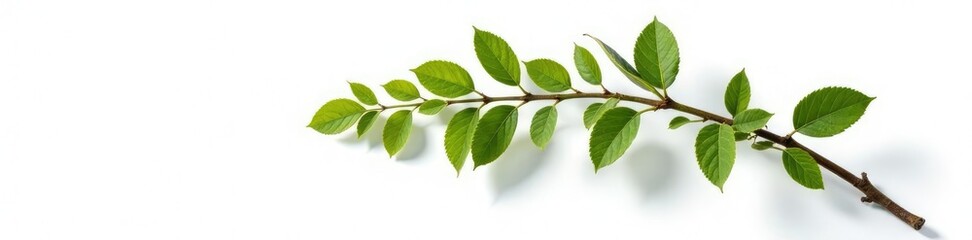 Fototapeta premium Large isolated branch on white background with some shadows, branch shape, shadowed stem