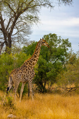 South Africa, giraffe