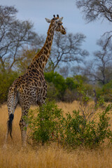 South Africa, giraffe