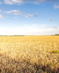 Field of golden wheat with a clear blue sky in the background