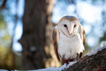 Barn owl spotted in pine branches