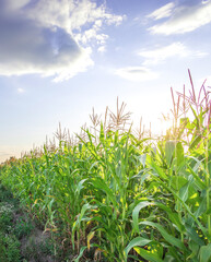 Obraz premium Field of corn is in the foreground with a blue sky in the background