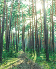 Forest with a path through it