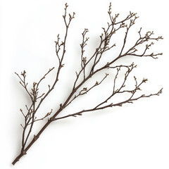 Fototapeta premium dry branch with small buds, showcasing intricate natural patterns and textures. This organic element adds rustic touch to any decor or design project