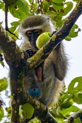 South Africa, Monkey