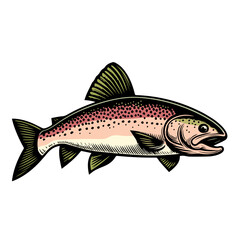Rainbow trout fishing illustration  vector image. Vector Cartoon fish. Design element , label, sign, emblem, t-shirt. Fishing theme.