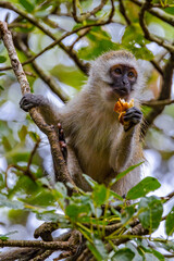 South Africa, Monkey