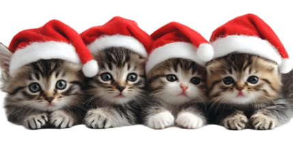 Four Kittens Wear Santa Hats, Isolated on White Background